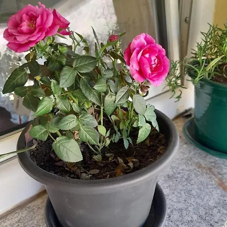 Cabrilhome - Al Gerês