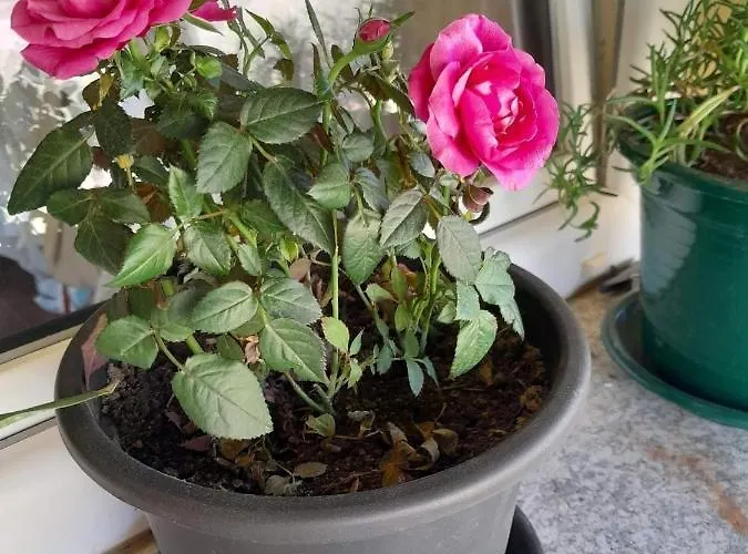 Cabrilhome - Al Geres